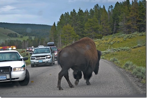 bisoncar