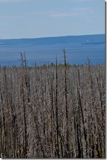 burnedtrees