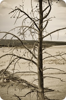 cooltree