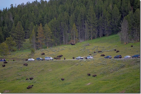 trafficbison