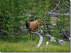 yellowstone4